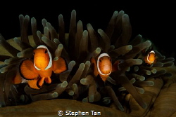 3 Clowns and an anemone. by Stephen Tan 